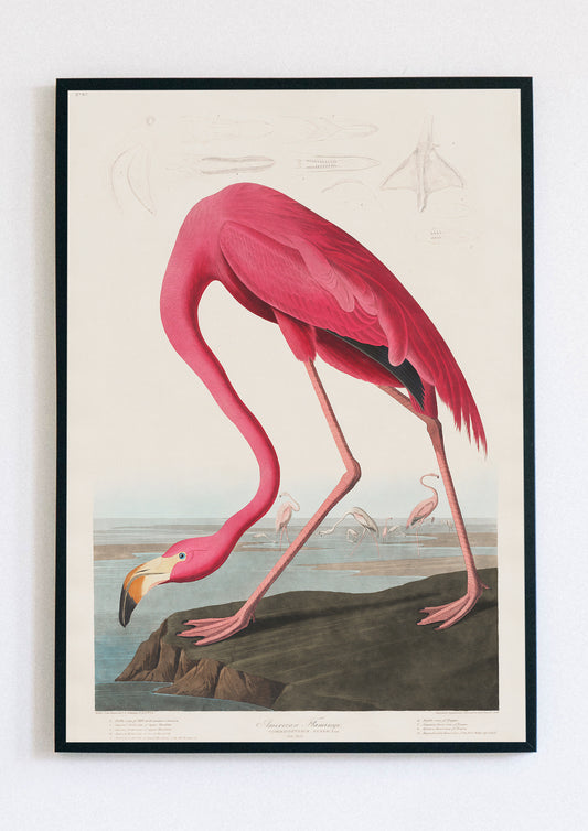 Pink Flamingo