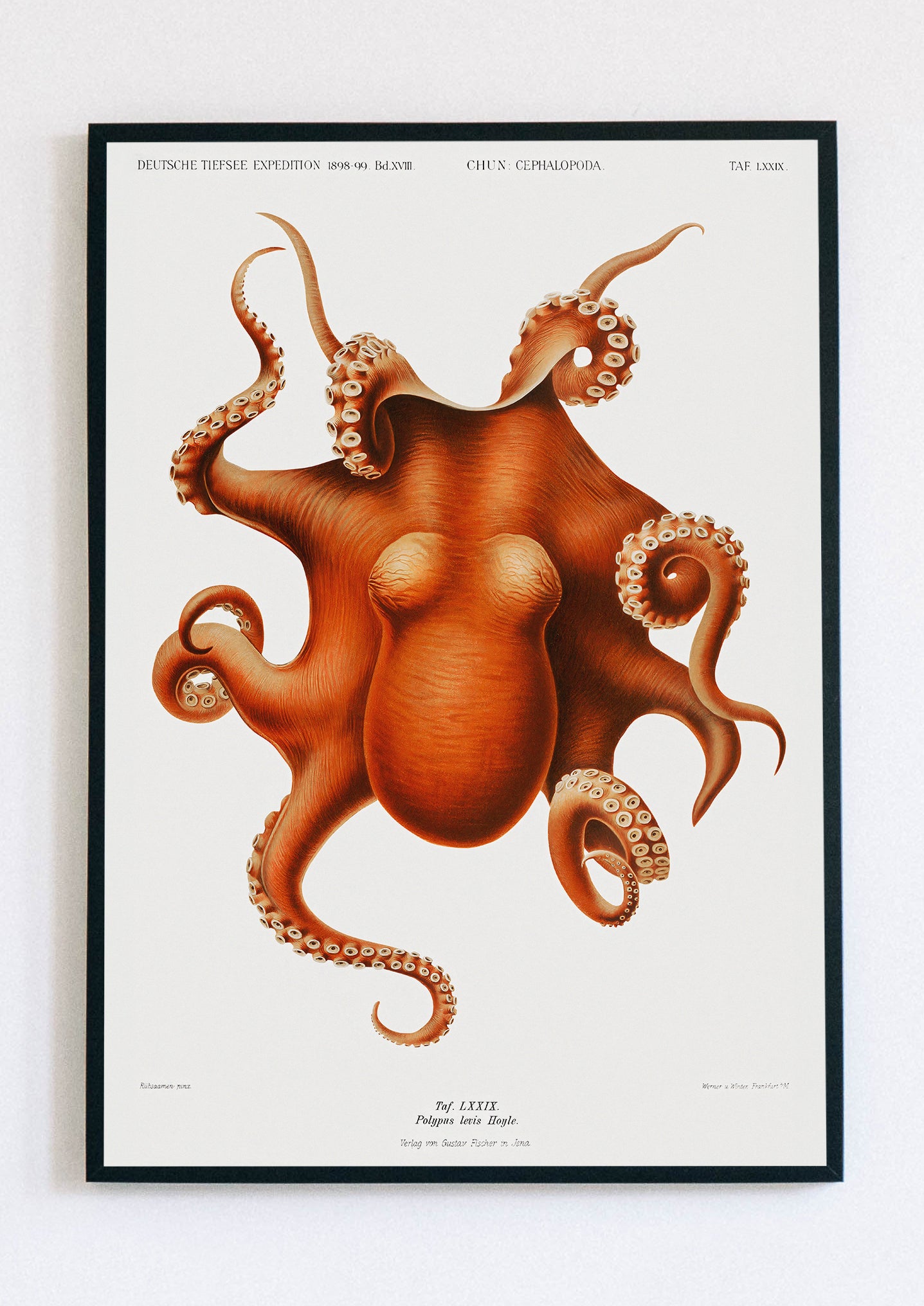 Octopus