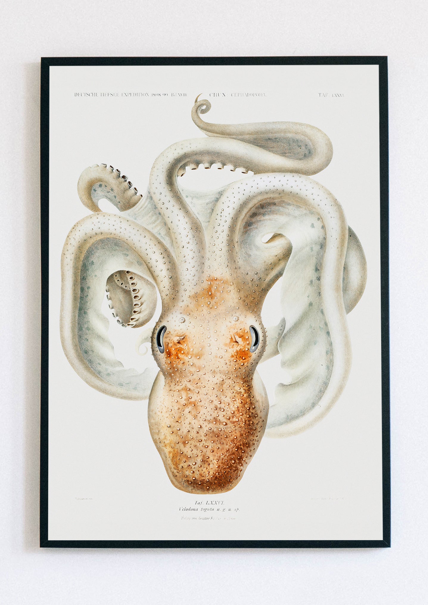 Velodona Octopus